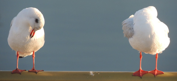 Gulls